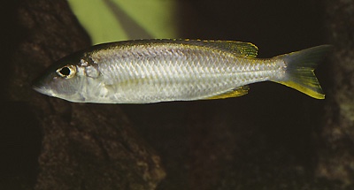 Otopharynx sp. 'silver torpedo' Senga Bay